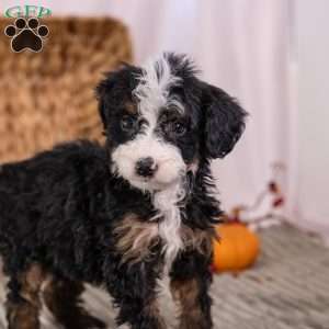 Hercules, Mini Bernedoodle Puppy
